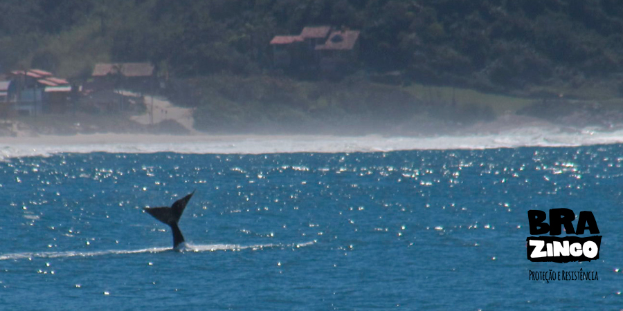 baleias-santa-catarina